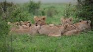 pride of lions sitting in the sun